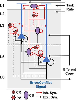 Agranular frontal cortical microcircuit underlying cognitive control in macaques